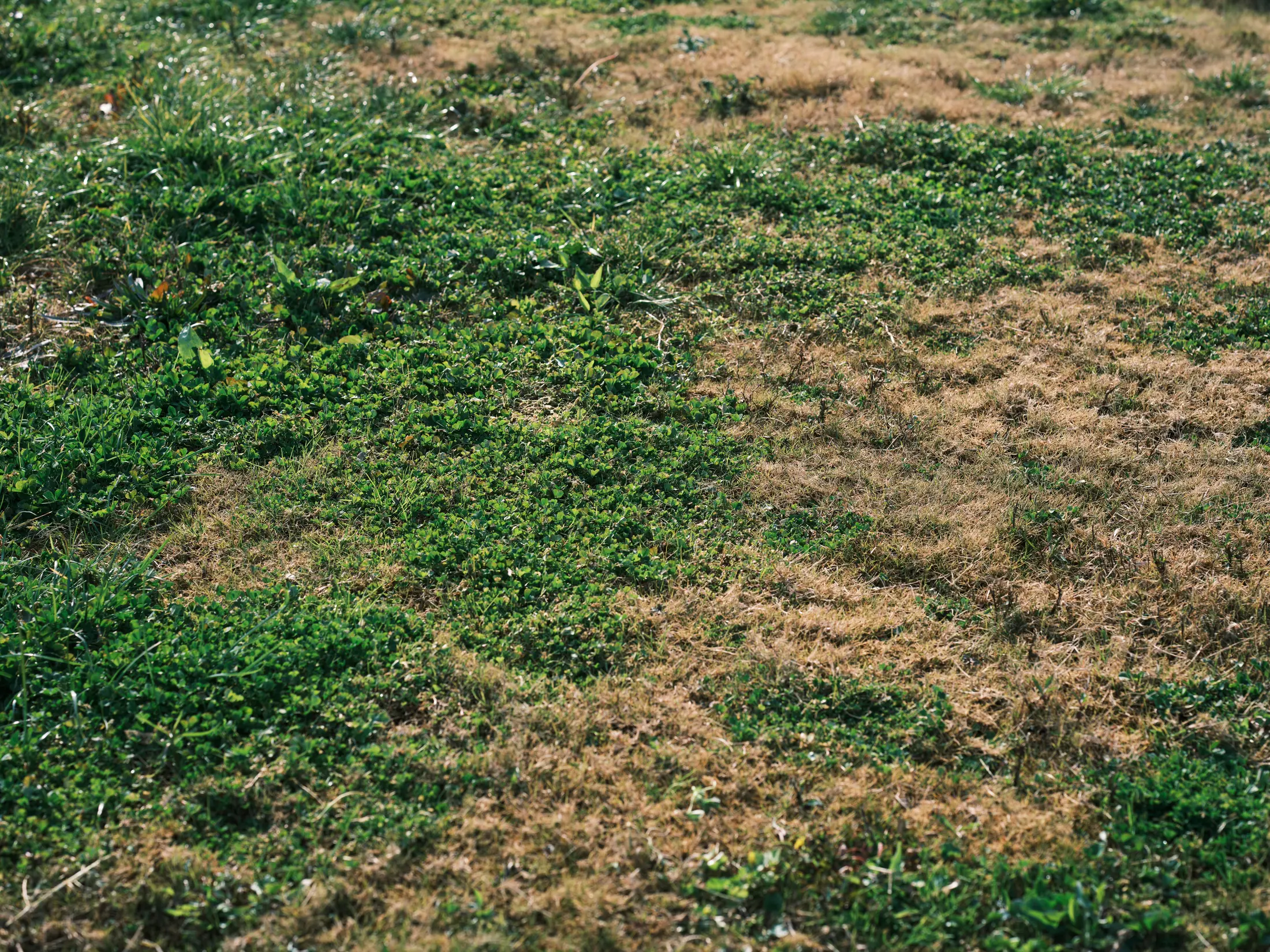 Discolored, dying patch of lawn mixed into healthy grass, the kind of surface change that can indicate a saturated septic drain field beneath it